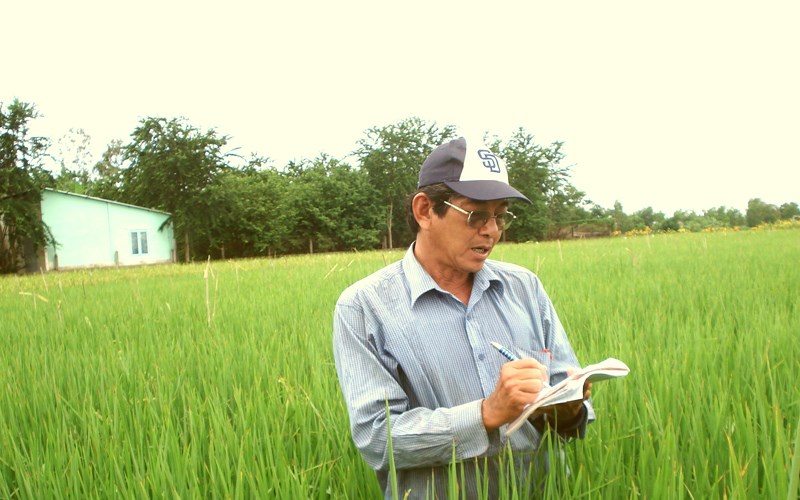 gạo ST25 được trồng bằng phương pháp organic